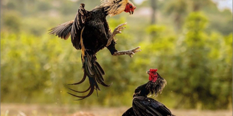 Vảy gà độc với điểm tổng quát